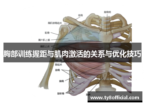 胸部训练握距与肌肉激活的关系与优化技巧